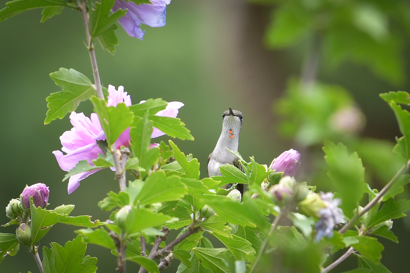 Hummingbird081322_0193.jpg