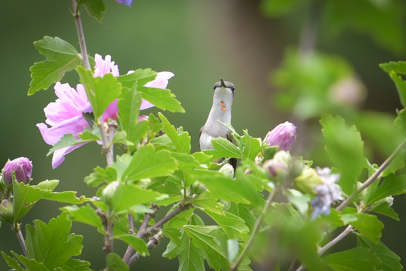 Hummingbird081322_0194.jpg