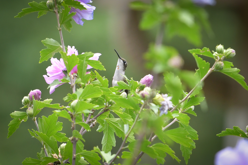 Hummingbird081322_0195.jpg