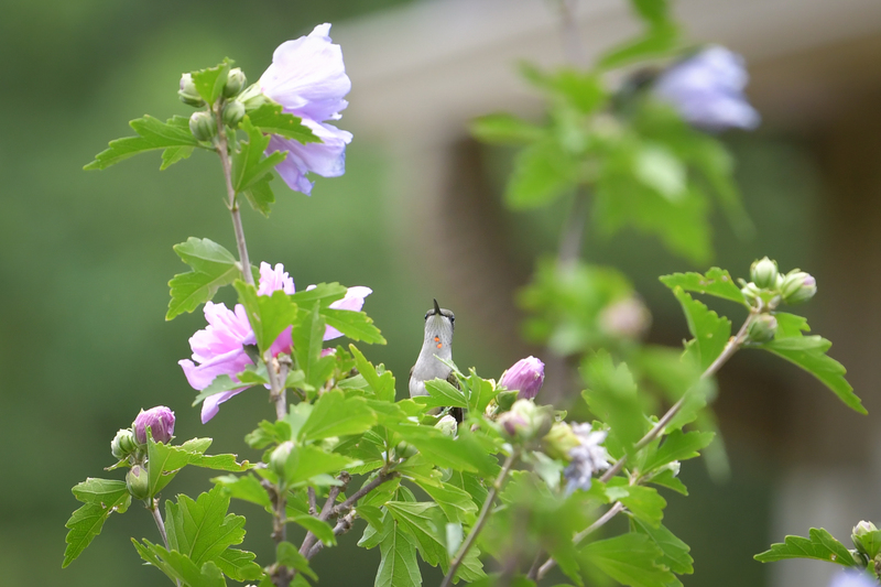 Hummingbird081322_0197.jpg