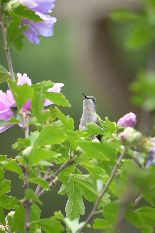 Hummingbird081322_0200.jpg