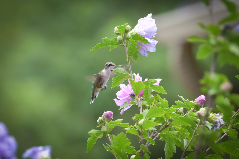 Hummingbird081322_0202.jpg