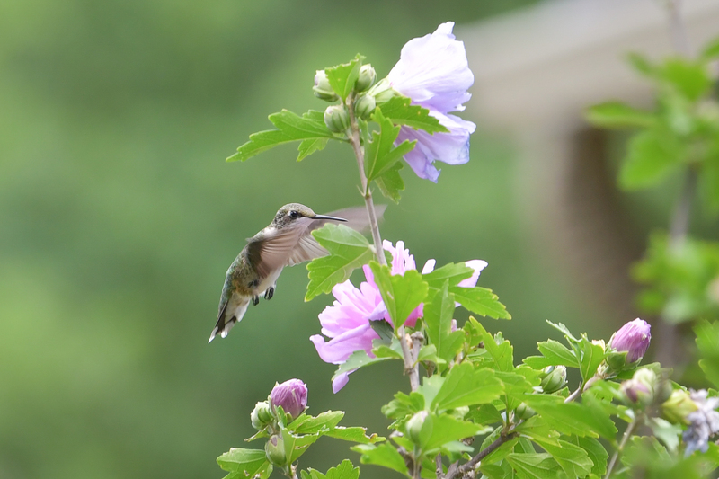 Hummingbird081322_0203.jpg