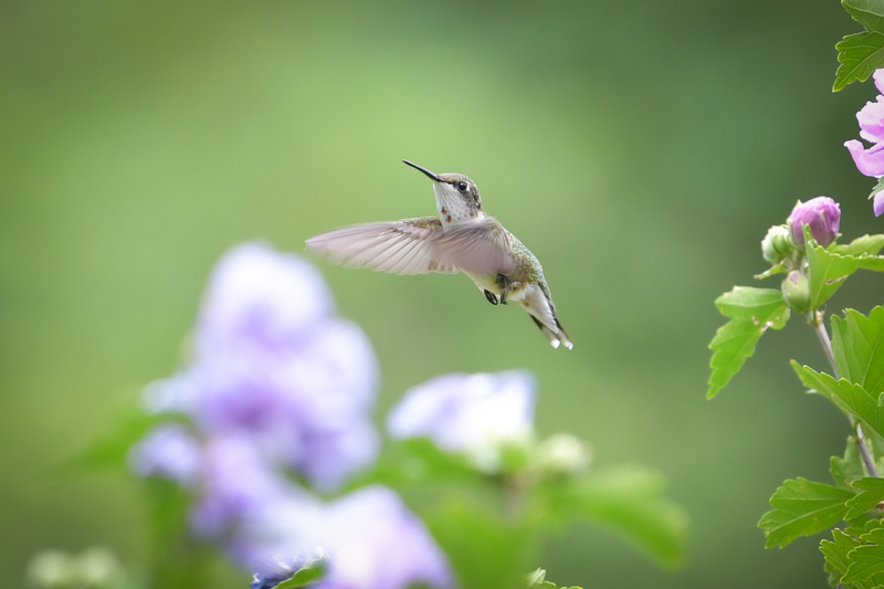 Hummingbird081322_0207.jpg