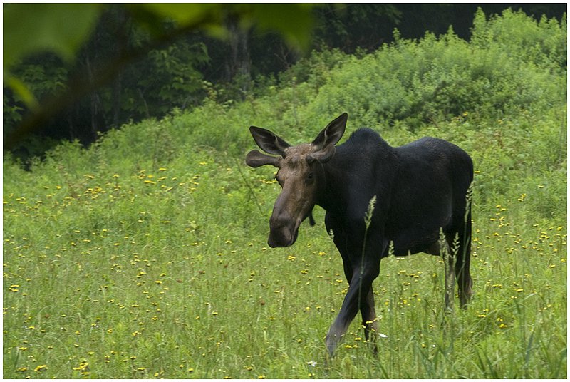 09ME.Moose_7945.jpg
