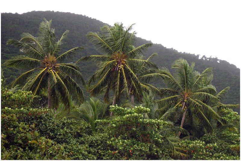 09St.John.Trees_0582.jpg