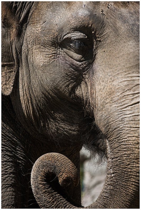 10NO.Elephant_3848.jpg :: Audubon Zoo, New Orleans, Louisiana 2010
