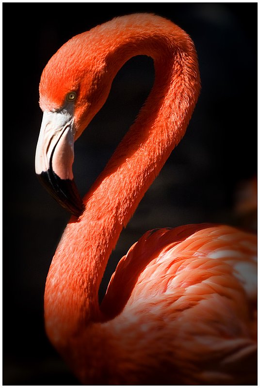 10NO.Zoo-Flamingo_3821.jpg :: Audubon Zoo, New Orleans, Louisiana 2010