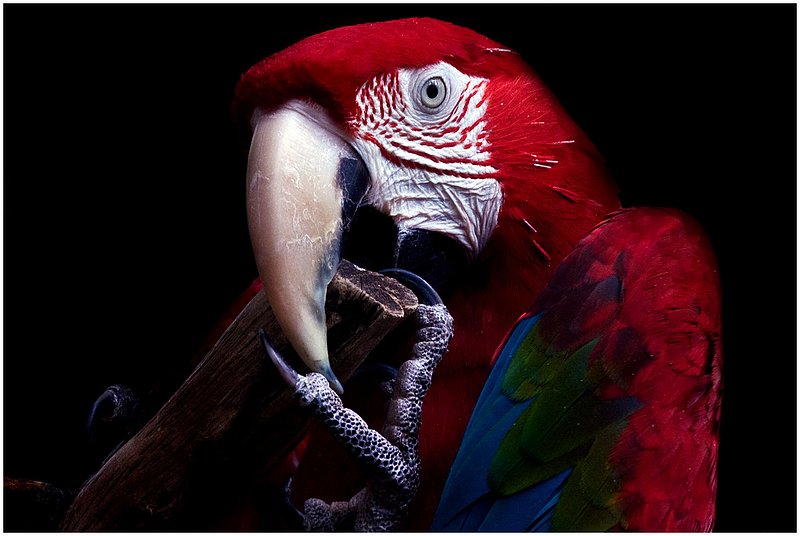 10NO.Zoo-Parrot_3998.jpg :: Audubon Zoo, New Orleans, Louisiana 2010