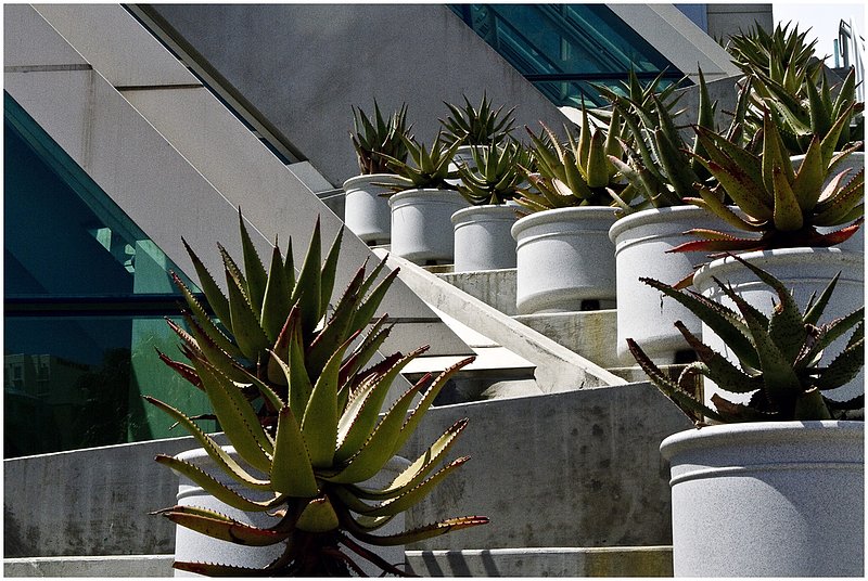 10SD.Cacti_7571.jpg