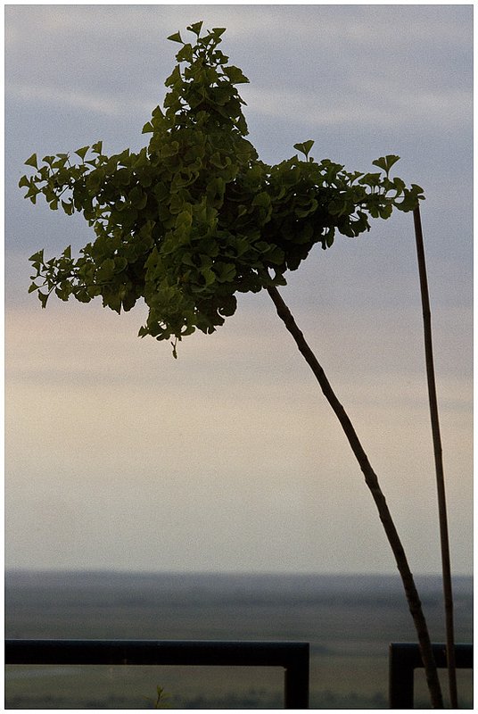 10Serbia.Tree_3913.jpg