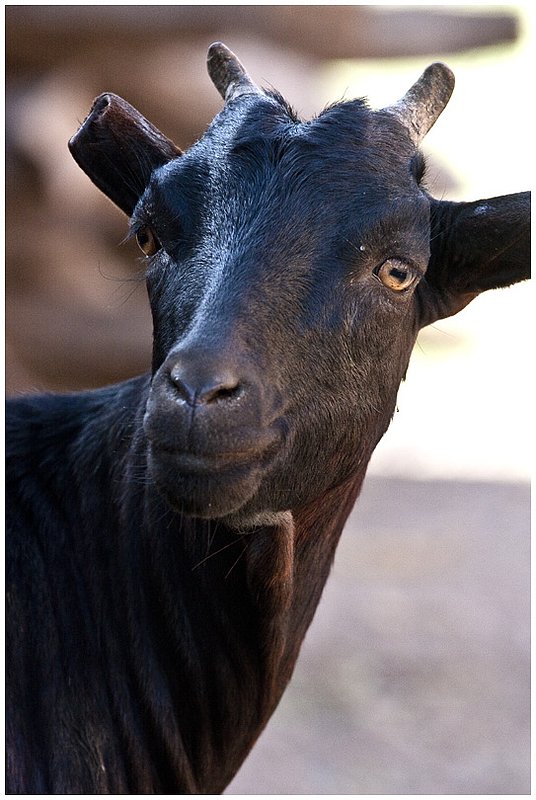 11Tanz.Goat_2722.jpg