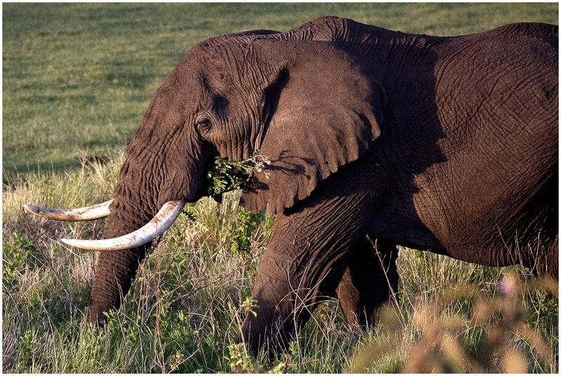 11Tanz.Ngor.Elephant_9608.jpg :: Ngorongoro Crater Conservation Area
Tanzania