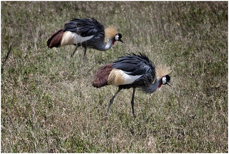 11Tanz.Ngor.Gray-crowned Crane_0018.jpg :: Ngorongoro Crater Conservation Area
Tanzania