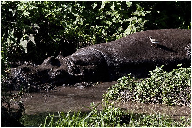 11Tanz.Ngor.Hippo_9784.jpg :: Ngorongoro Crater Conservation Area
Tanzania
