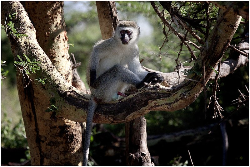11Tanz.Ngor.VervetMonkey_9799.jpg :: Ngorongoro Crater Conservation Area
Tanzania