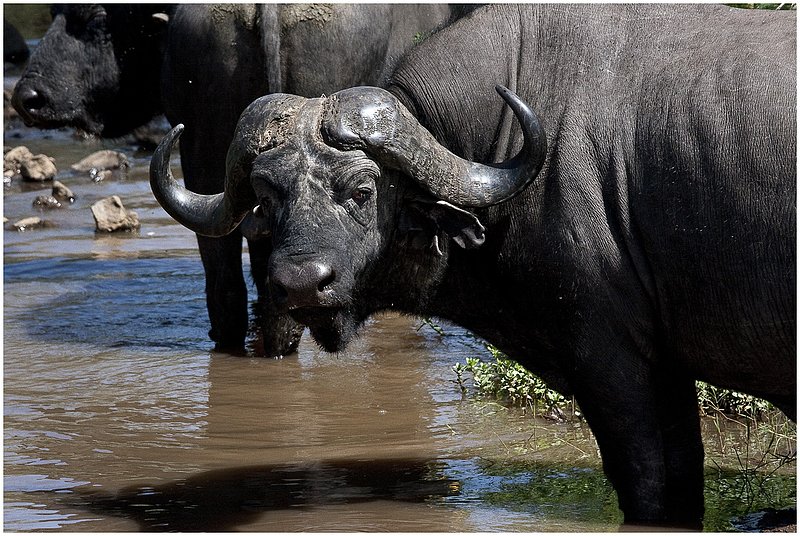 11Tanz.Ngor.WaterBuffalo_9901.jpg :: Ngorongoro Crater Conservation Area
Tanzania