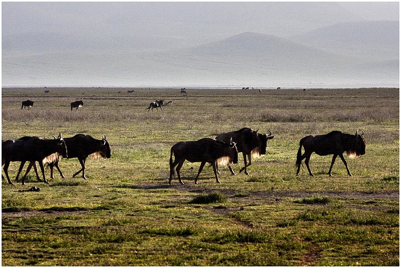 11Tanz.Ngor.Wildebeast_9681.jpg :: Ngorongoro Crater Conservation Area
Tanzania