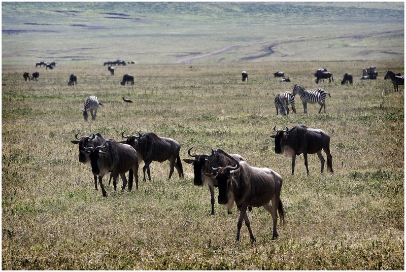 11Tanz.Ngor.Wildebeast_9886.jpg :: Ngorongoro Crater Conservation Area
Tanzania