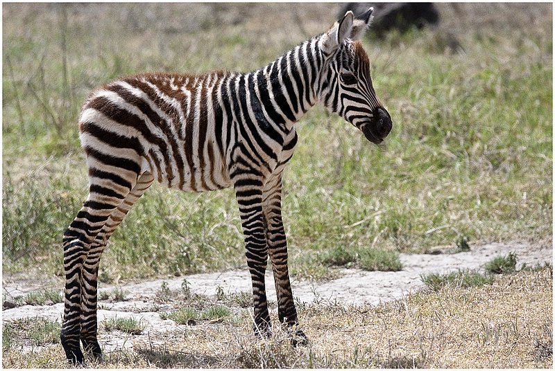 11Tanz.Ngor.Zebra_0030.jpg :: Ngorongoro Crater Conservation Area
Tanzania