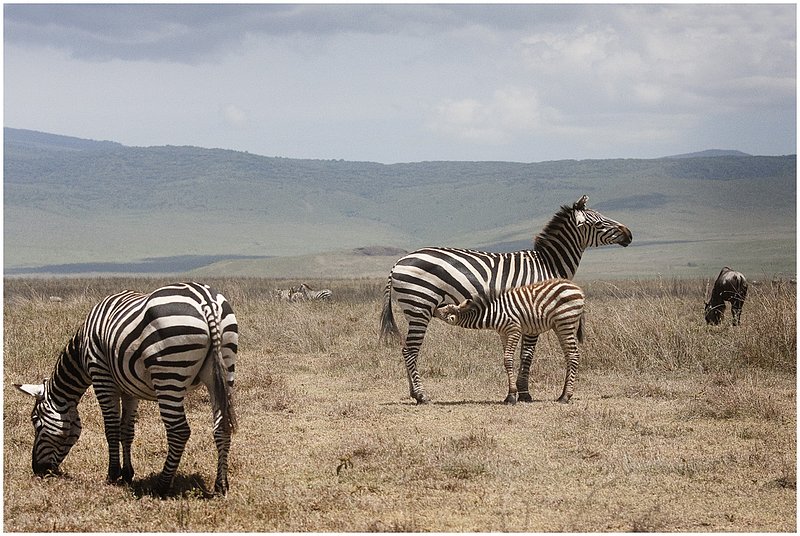 11Tanz.Ngor.Zebras_0013.jpg :: Ngorongoro Crater Conservation Area
Tanzania