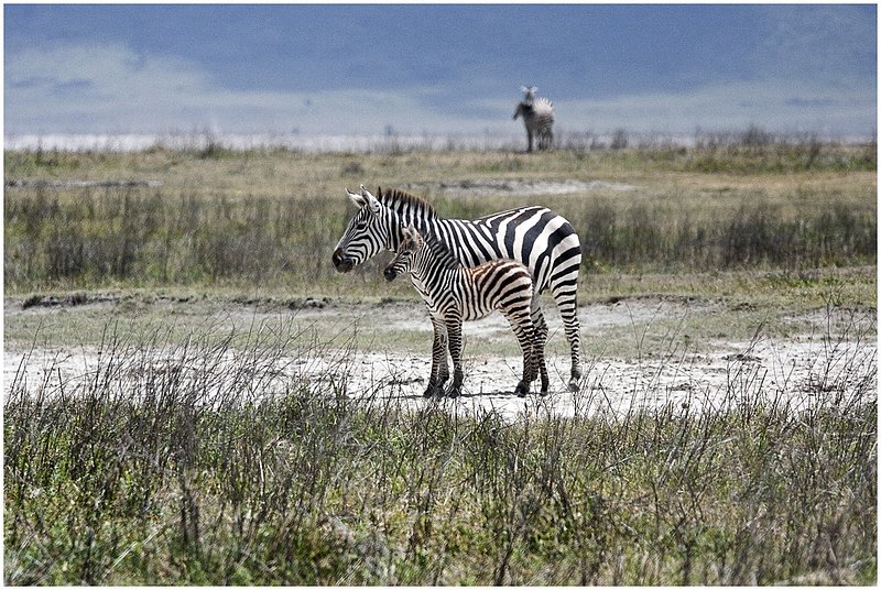 11Tanz.Ngor.Zebras_0025.jpg :: Ngorongoro Crater Conservation Area
Tanzania