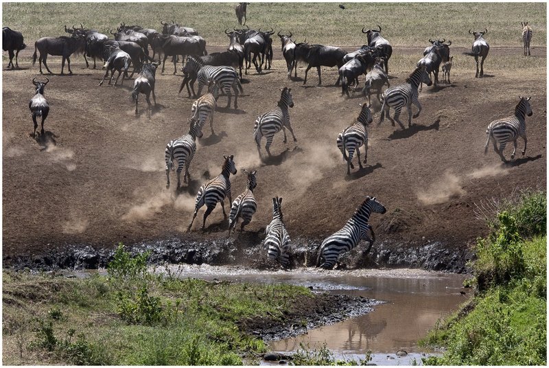 11Tanz.Ngor.Zebras_9932.jpg :: Ngorongoro Crater Conservation Area
Tanzania