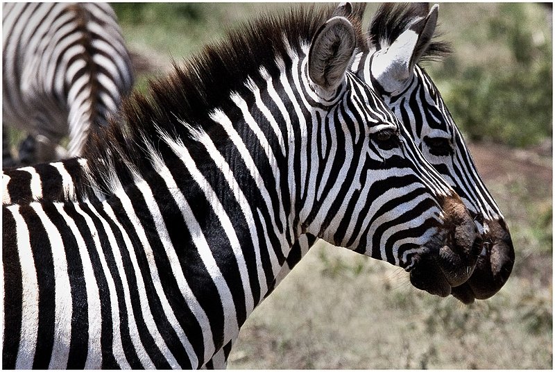 11Tanz.Ngor.Zebras_9959.jpg :: Ngorongoro Crater Conservation Area
Tanzania