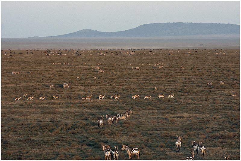 11Tanz.Seren.Balloon_3678.jpg :: Serengeti, Tanzania