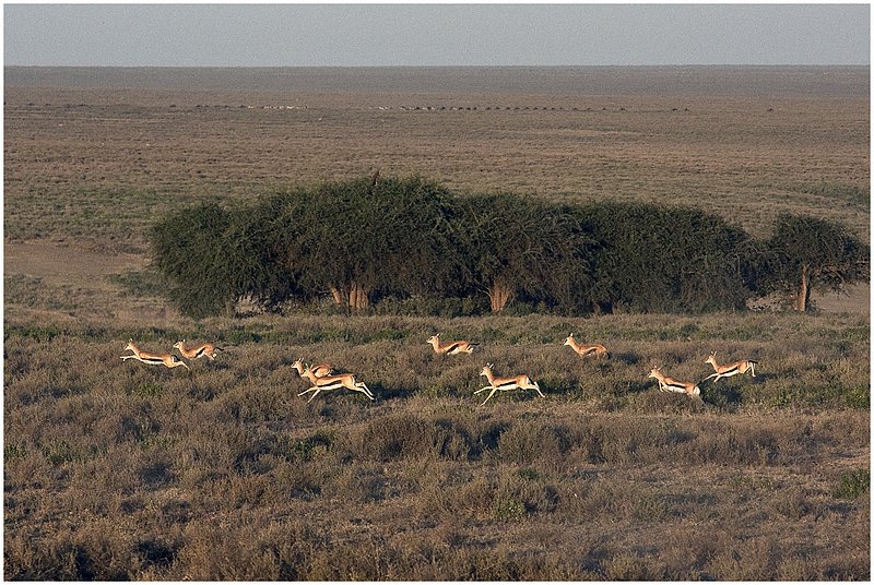11Tanz.Seren.Balloon_3742.jpg :: Serengeti, Tanzania