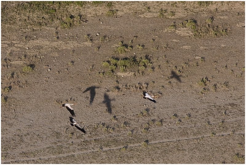 11Tanz.Seren.Balloon_3783.jpg :: Serengeti, Tanzania