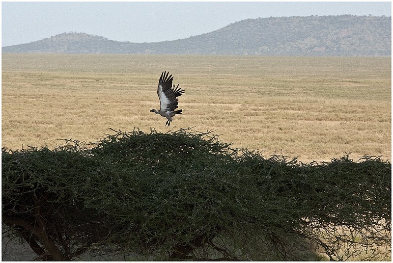 11Tanz.Seren.Balloon_3796.jpg :: Serengeti, Tanzania
