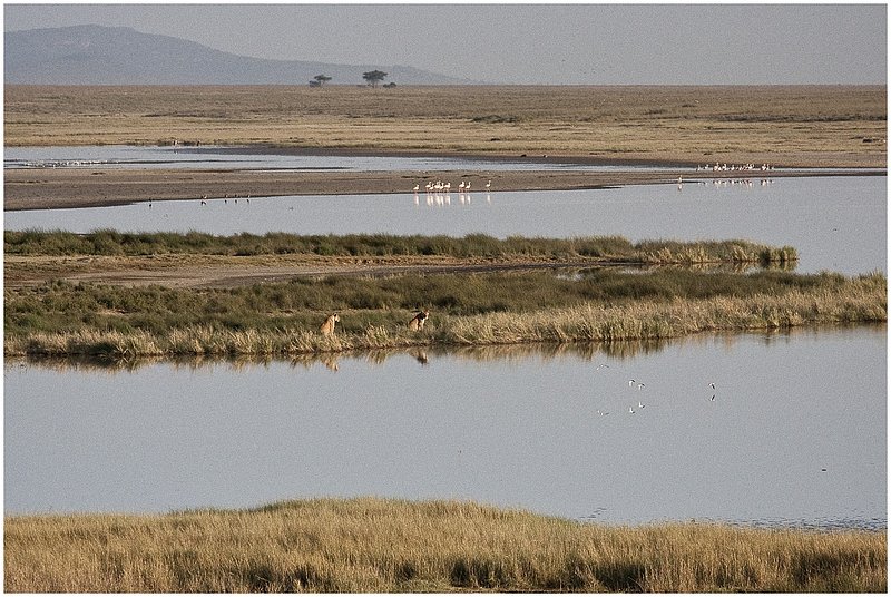 11Tanz.Seren.Balloon_3809.jpg :: Serengeti, Tanzania