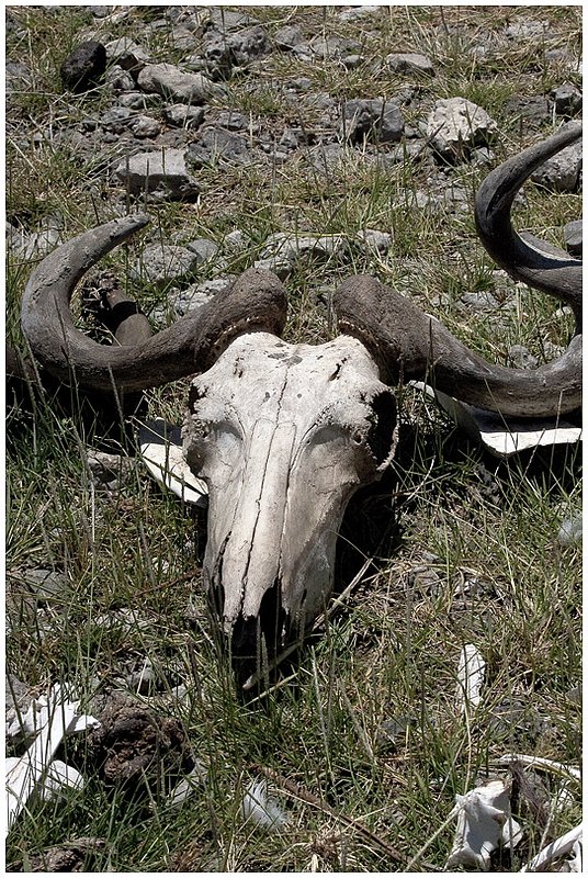 11Tanz.Seren.BuffaloSkull_3204.jpg :: Wildebeast skull
Serengeti, Tanzania