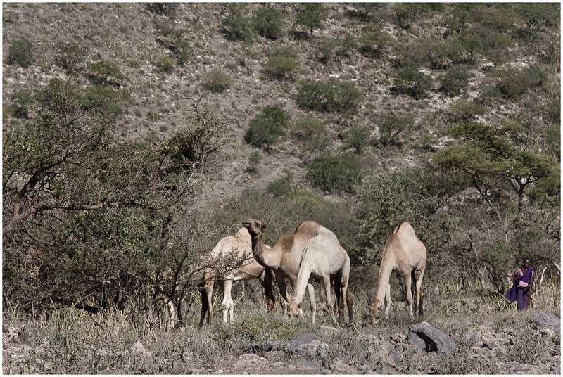 11Tanz.Seren.Camels_3139.jpg :: Serengeti, Tanzania