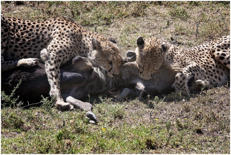 11Tanz.Seren.CheetahKill_3913.jpg :: Serengeti, Tanzania