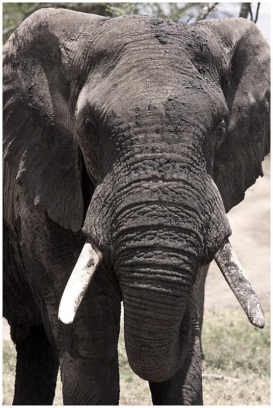 11Tanz.Seren.Elephants_4057.jpg :: Serengeti, Tanzania
