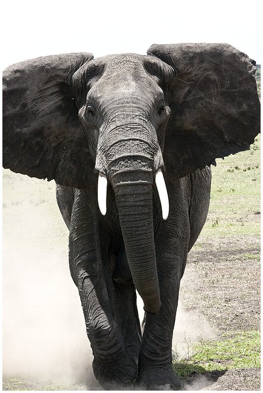 11Tanz.Seren.Elephants_4113.jpg :: Serengeti, Tanzania