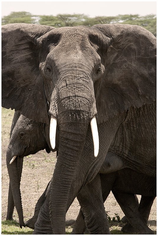 11Tanz.Seren.Elephants_4137.jpg :: Serengeti, Tanzania