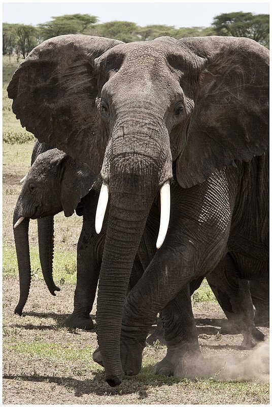 11Tanz.Seren.Elephants_4140.jpg :: Serengeti, Tanzania