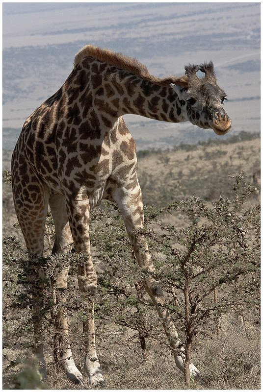 11Tanz.Seren.Giraffe_3120.jpg :: Serengeti, Tanzania