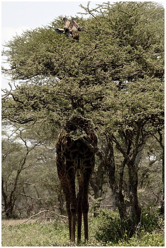 11Tanz.Seren.Giraffe_3179.jpg :: Serengeti, Tanzania