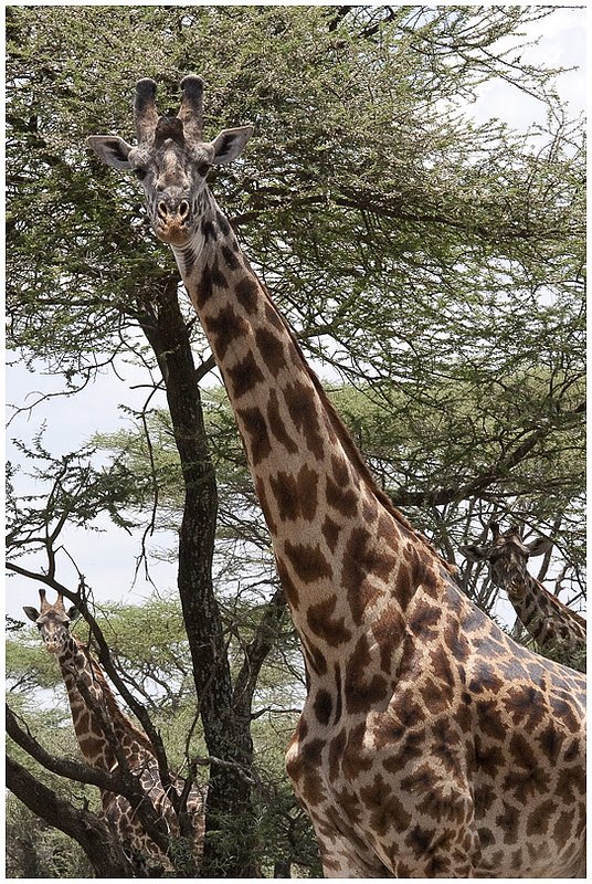 11Tanz.Seren.Giraffes_4073.jpg :: Serengeti, Tanzania
