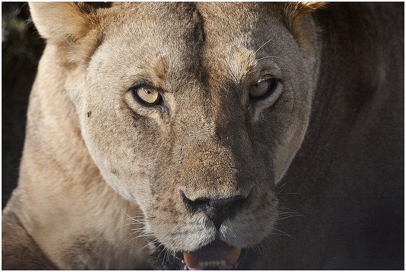 11Tanz.Seren.Lion_3386.jpg :: Serengeti, Tanzania