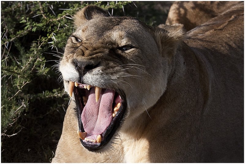 11Tanz.Seren.Lion_3395.jpg :: Serengeti, Tanzania