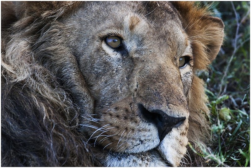 11Tanz.Seren.Lion_3482.jpg :: Serengeti, Tanzania