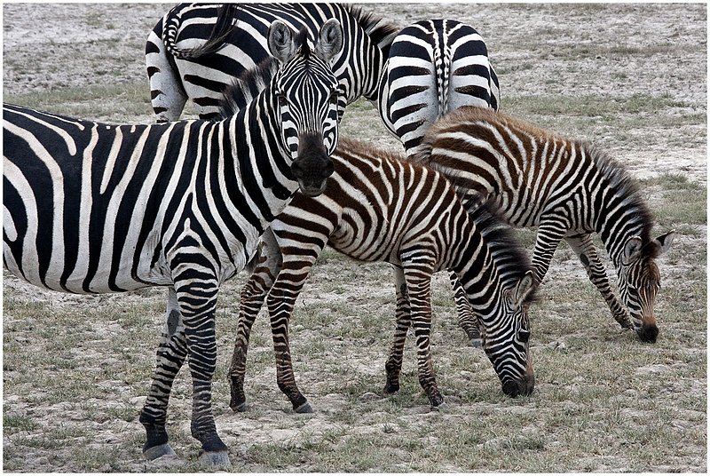 11Tanz.Seren.Zebras_3262.jpg :: Serengeti, Tanzania