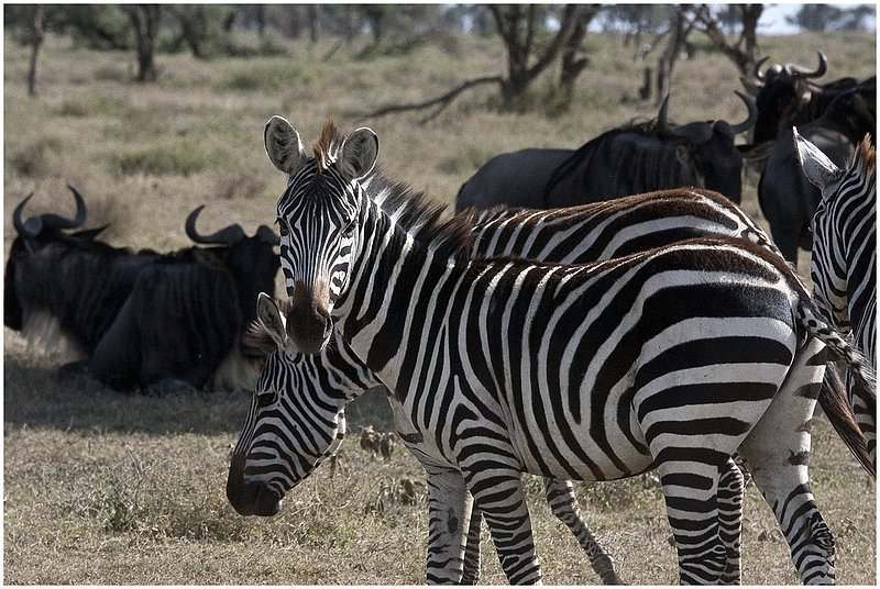 11Tanz.Seren.Zebras_3270.jpg :: Serengeti, Tanzania