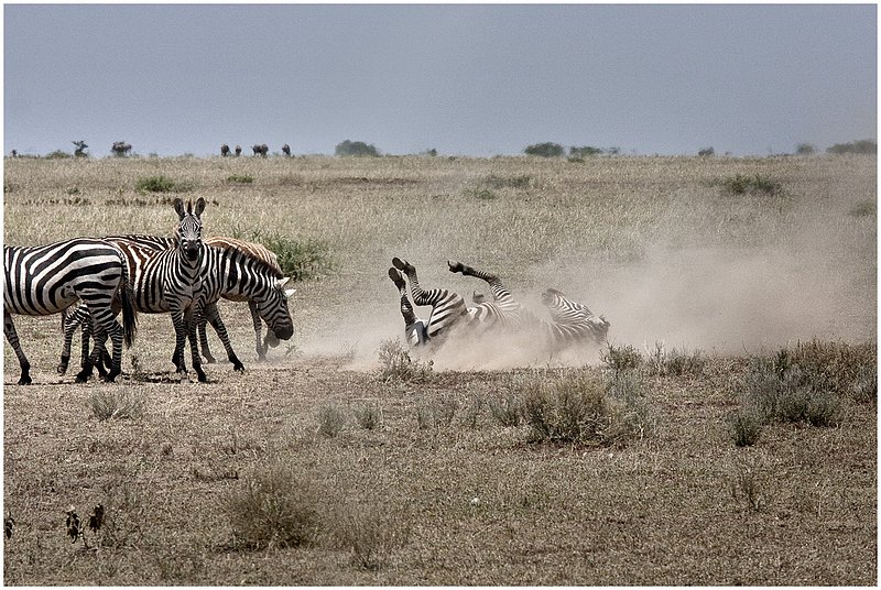 11Tanz.Seren.Zebras_4040.jpg :: Serengeti, Tanzania