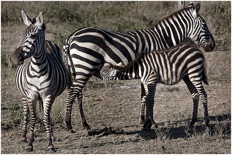 11Tanz.Seren.Zebras_4830.jpg :: Zebras
Serengeti, Tanzania